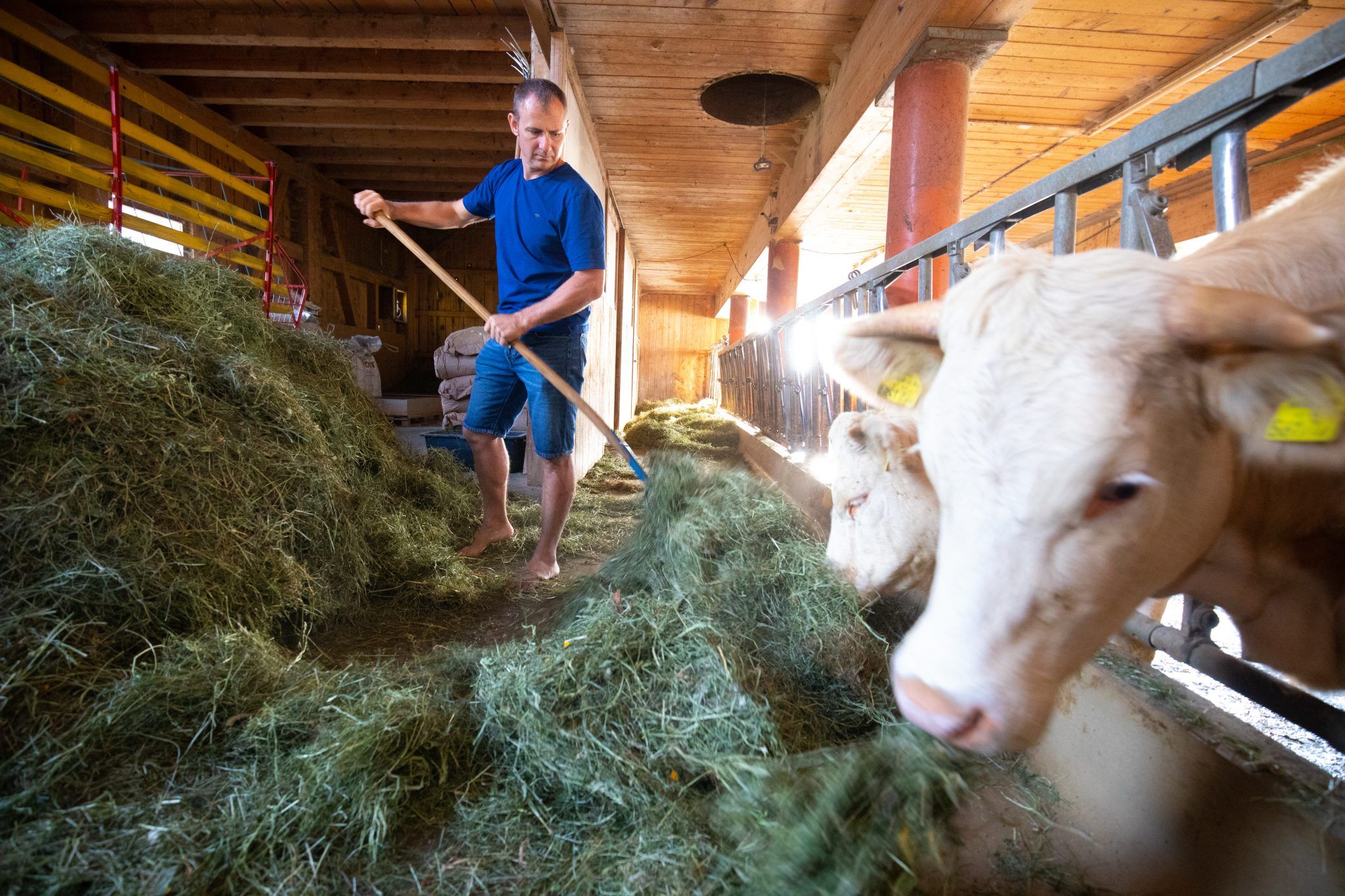 Ein Bauernhof und viele Ideen - NEUE Vorarlberger Tageszeitung