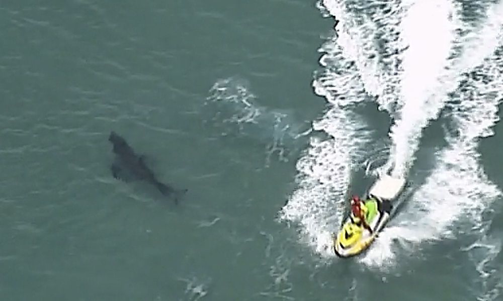 Surfer stirbt nach Hai-Attacke