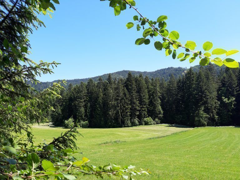 <span class="copyright">Glück</span>Hügelkamm mit Weideland in Richtung Gschwender Moos.
