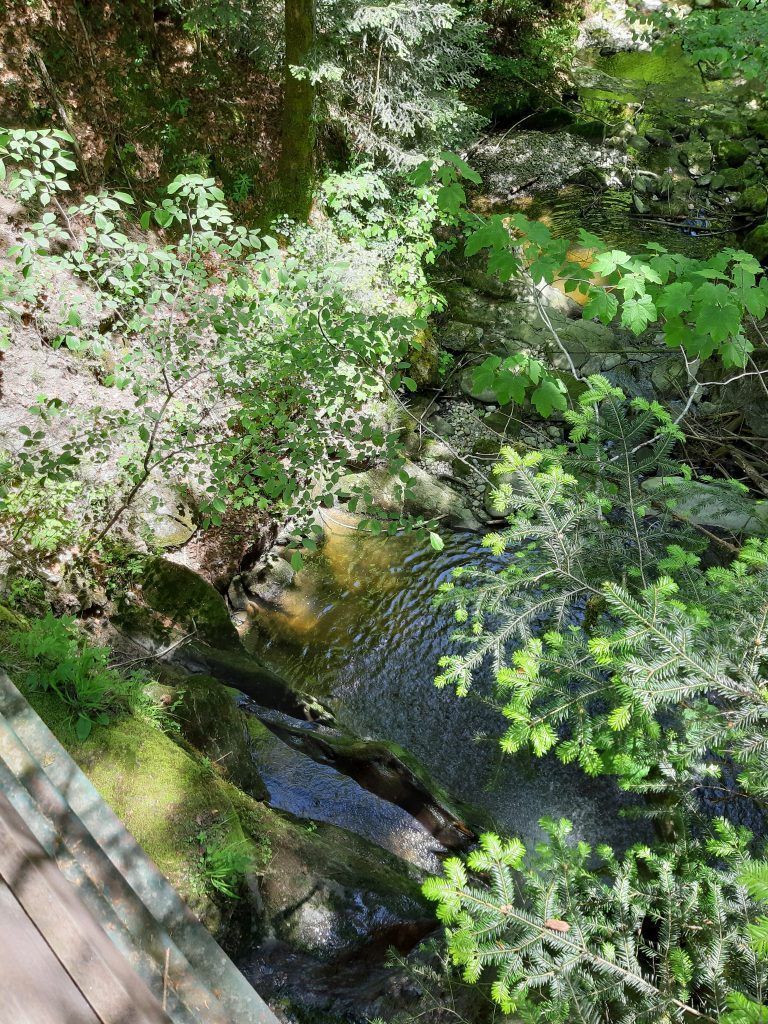 Das Feuchtgebiet Gschwender Moos. <span class="copyright">Glück</span>