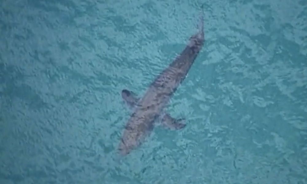 Taucher starb bei Hai-Angriff in Australien