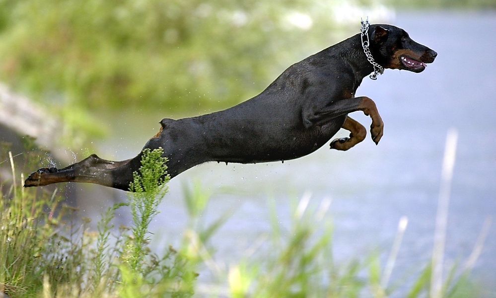 Dobermann verursachte schweren Unfall