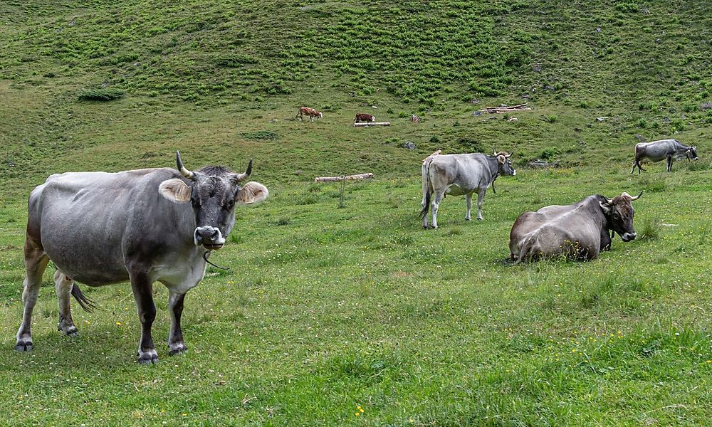 Unbekannter tötet auf einer Weide ein Kalb
