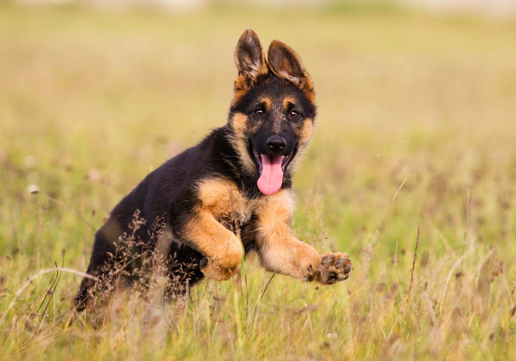 Tierquäler schlug jungen Hund