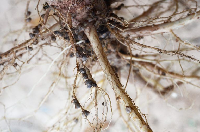 Darmbakterien, Grassberger