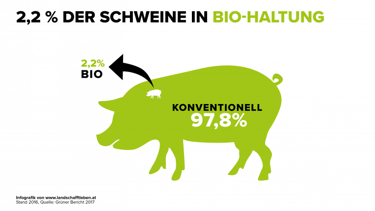 Der Anteil der Bio-Schweinefleisch-Produktion ist äußerst gering.<span class="copyright"> Land schafft Leben</span>