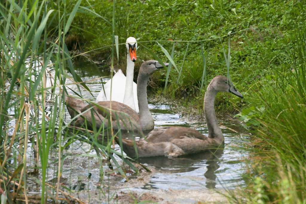 Lauterach: Schwäne wurden abgeschossen