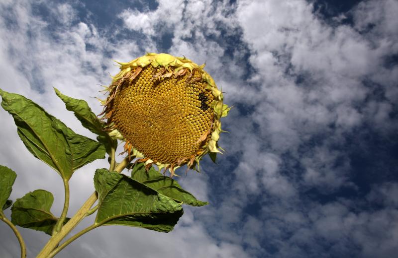 Anpassung an  den Klimawandel