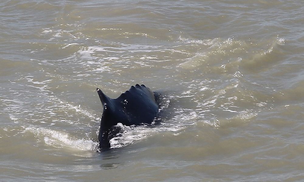 Buckelwale verirrten sich in australischen Fluss