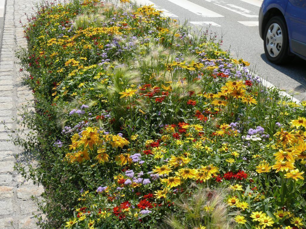 Blumenwiese gepflanzt