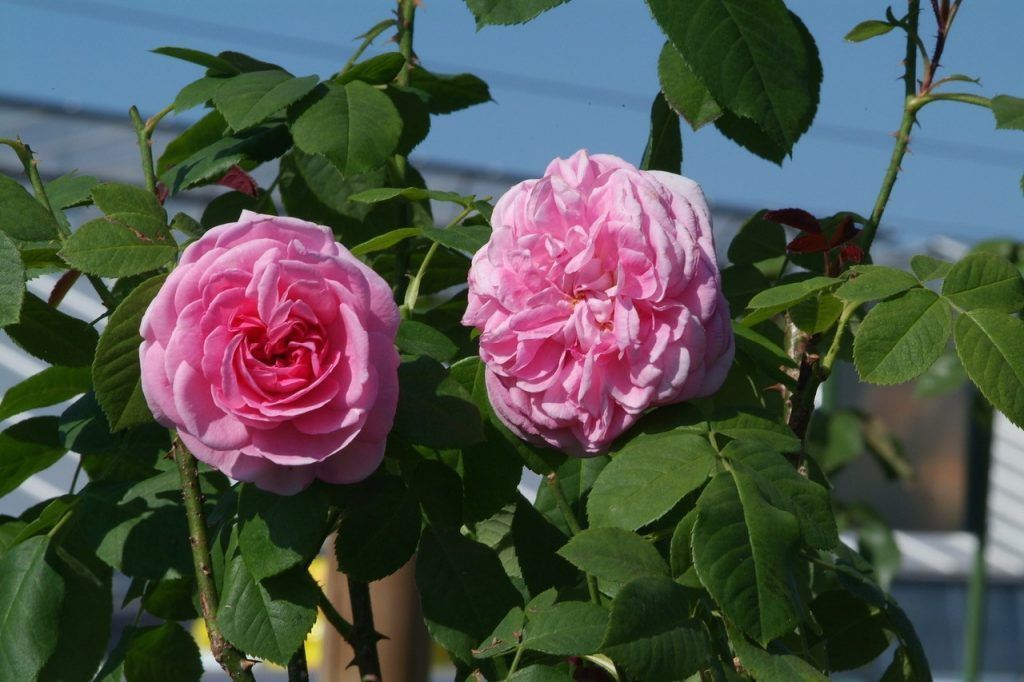 Die Königin der Blumen genießen