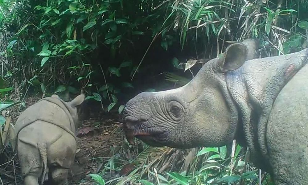 Seltene Java-Nashorne: Zwei Jungtiere entdeckt