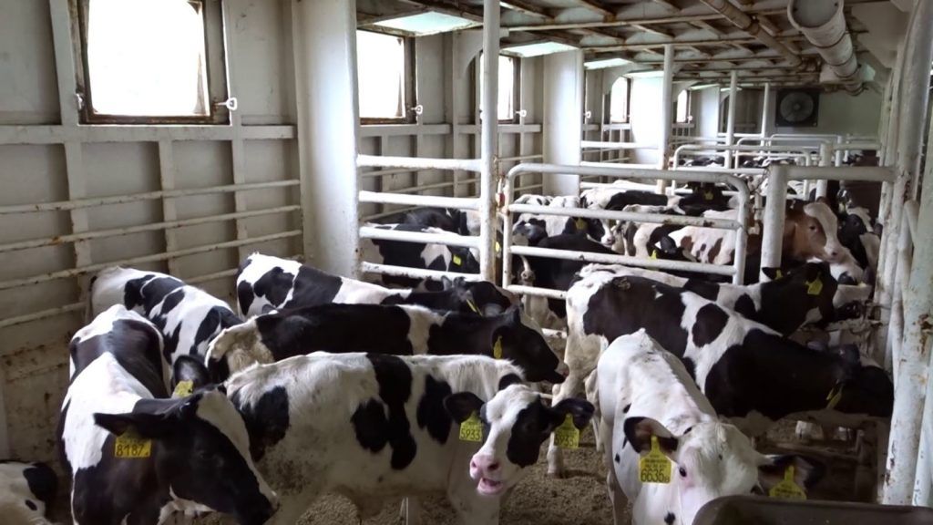 VGT sieht Vorarlberg Milch in Verantwortung