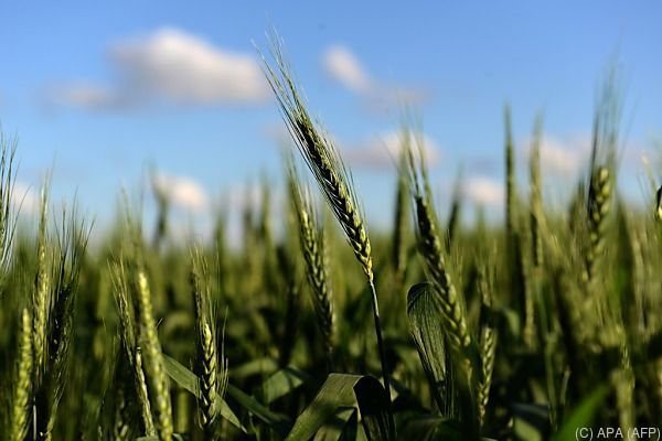 Coronakrise ließ Agrarexporte im 1. Halbjahr stark steigen