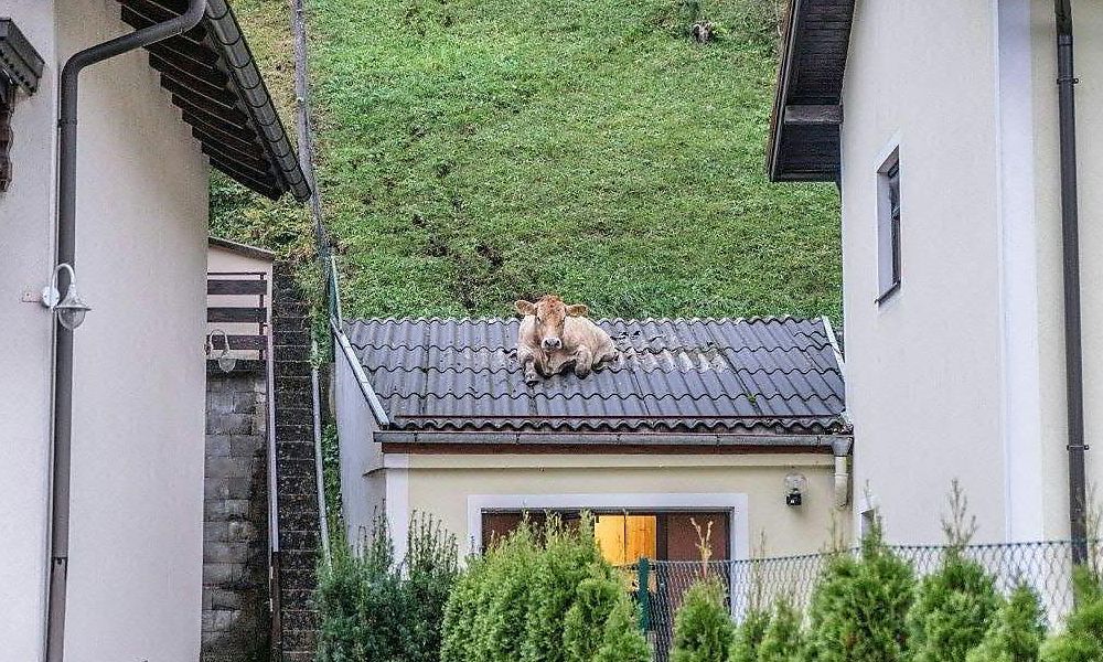 Kuh landete auf Garagendach