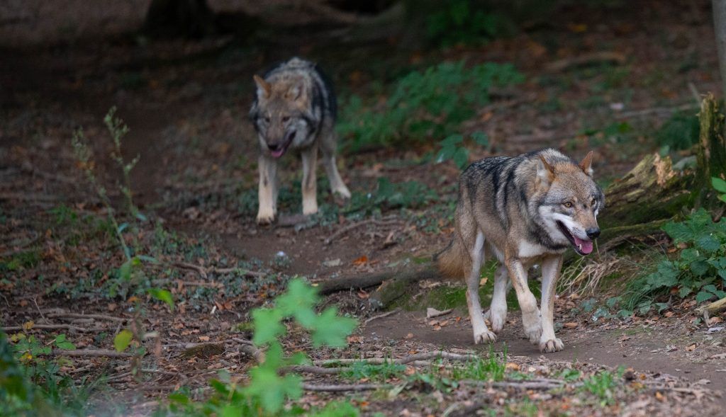 &#8220;Vorarlberg kein Wolfsland&#8221;