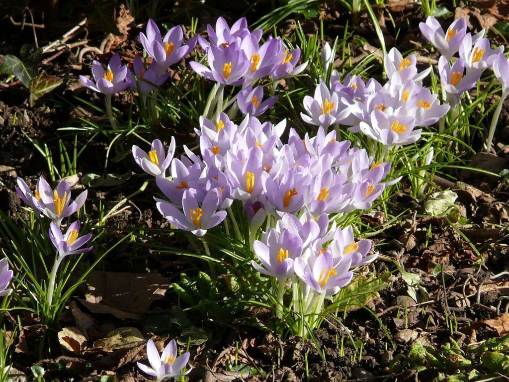Grundstein für blühenden Frühling