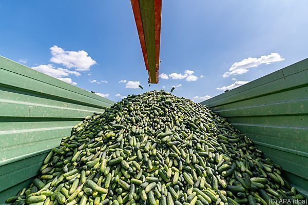 Tschechisches Start-up startet Online-Supermarkt Gurkerl.at