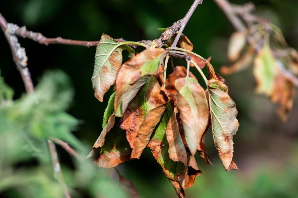 Der trockene März quält die Flora