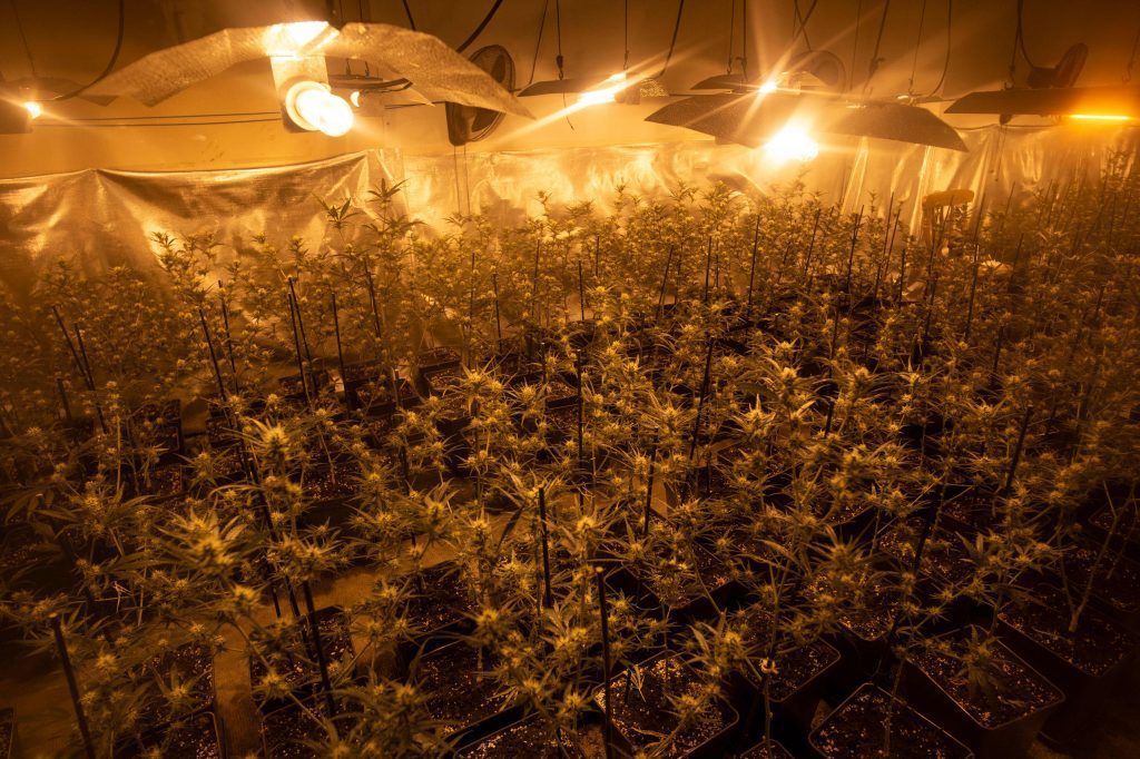 Über 100 Kilogramm Marihuana angebaut