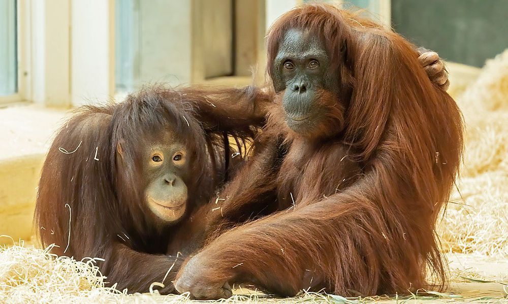 Orang-Utan-Patchwork-Familie