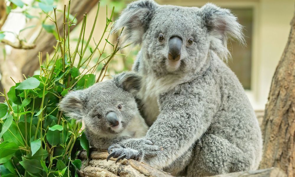 Koala-Nachwuchs ist neun Monate alt