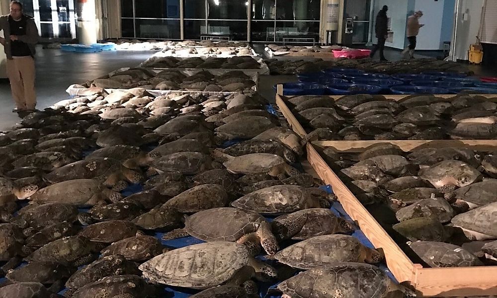 Schildkröten wärmen sich in Kongresscenter