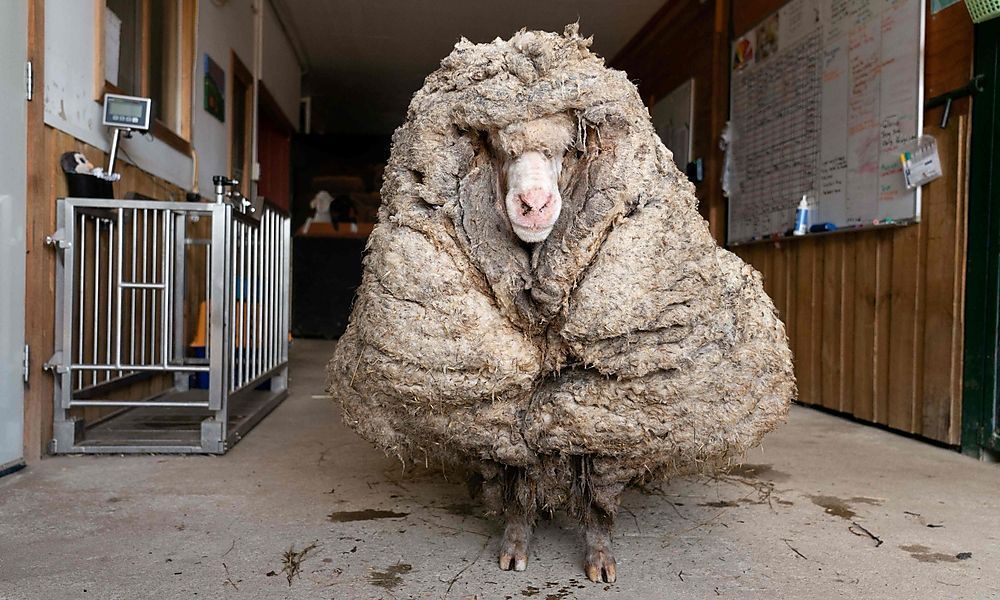 Verwildertes Schaf von 35 Kilo Wolle befreit