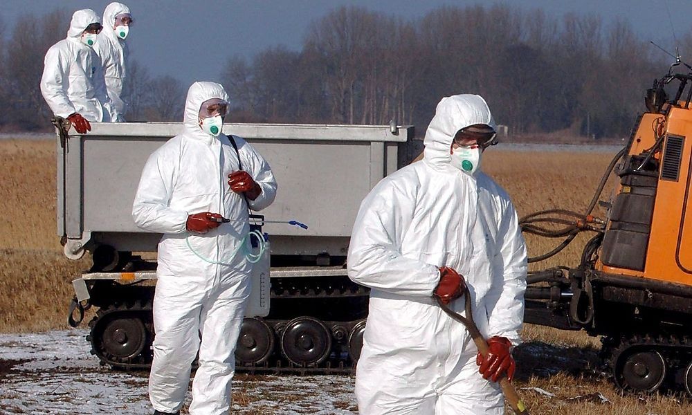 Übertragung von Vogelgrippe-Virus