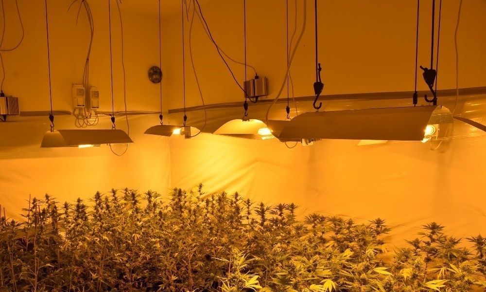 Cannabis-Indoorplantage aufgeflogen