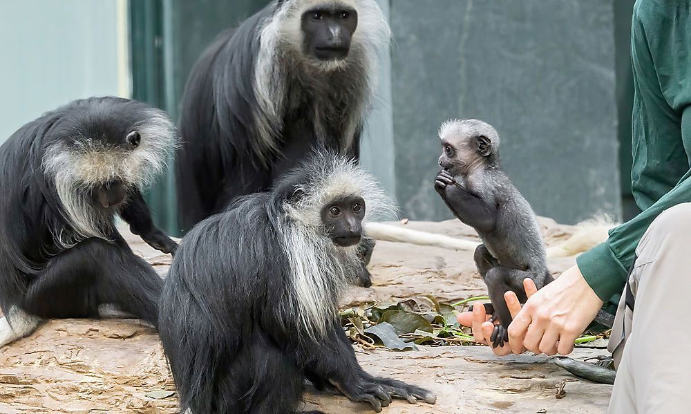 Tiergarten Schönbrunn öffnete nach Lockdown