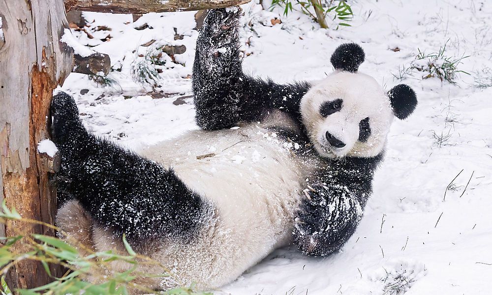 Pandas akut gefährdet in der Wildbahn