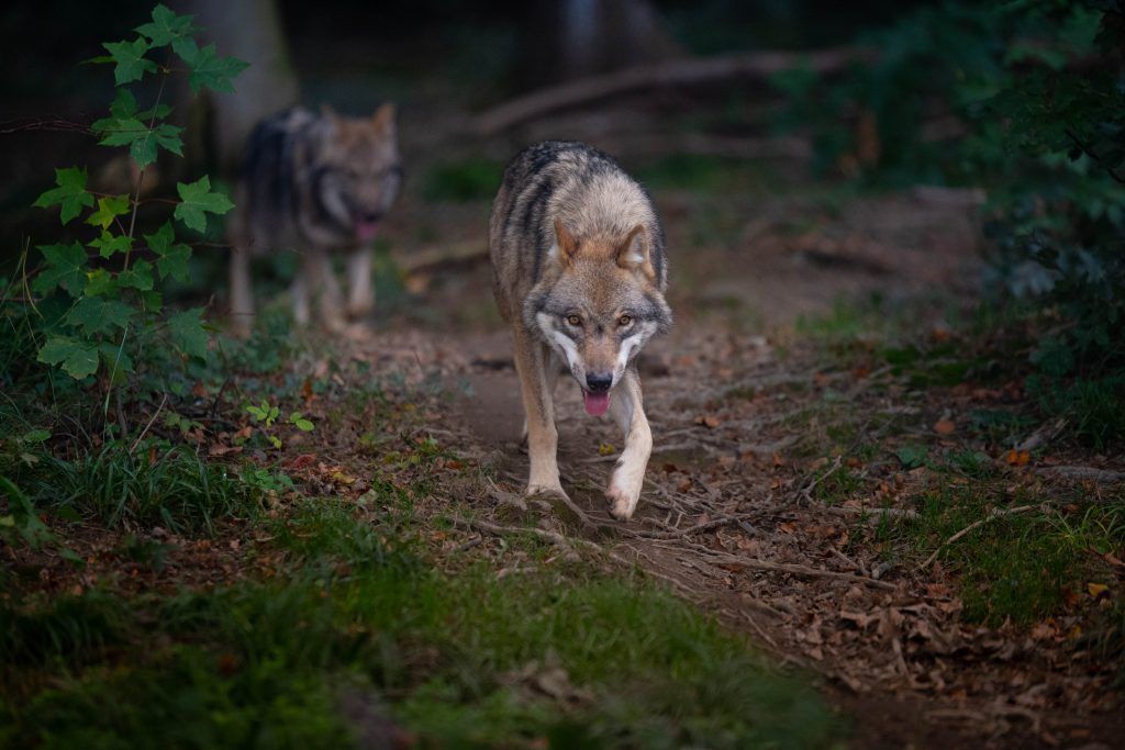 Wolfspopulation ist leicht gesunken