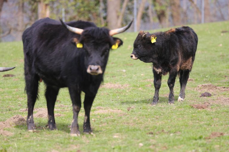 Wer seinen Nachwuchs tierisch auf die Bescherung am Heiligen Abend einstimmen möchte, kann das im Wildpark in Feldkirch. <span class="copyright">hartinger</span>