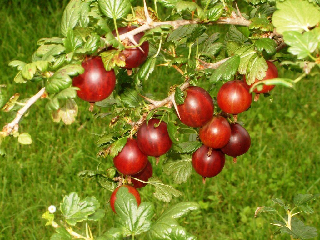 Beeriges für den Hausgarten