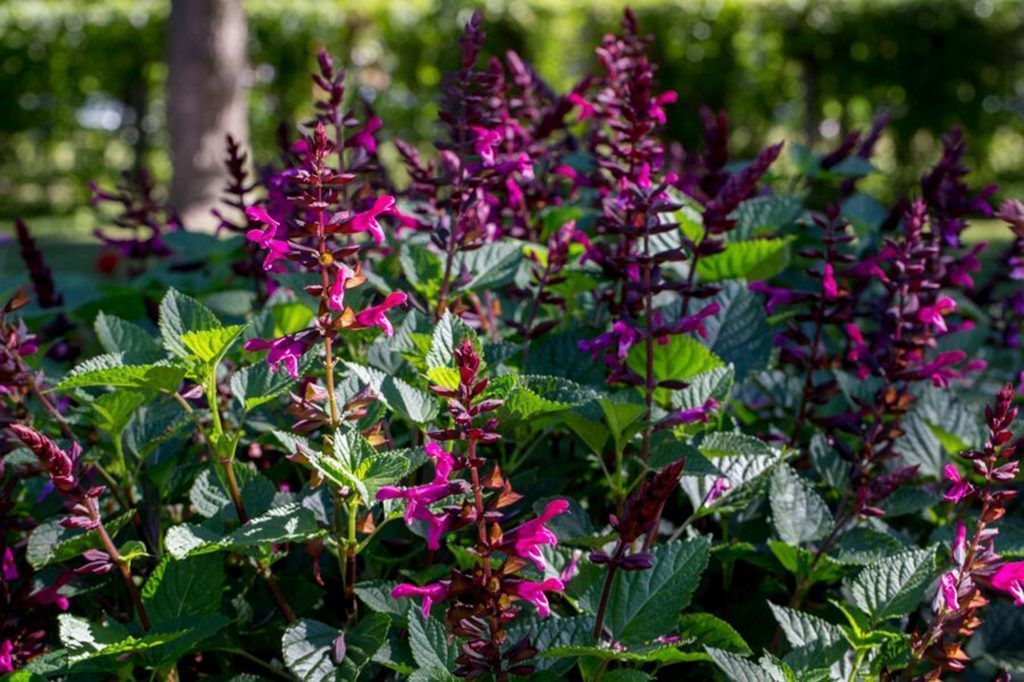 Blume des Jahres: Bienensalbei