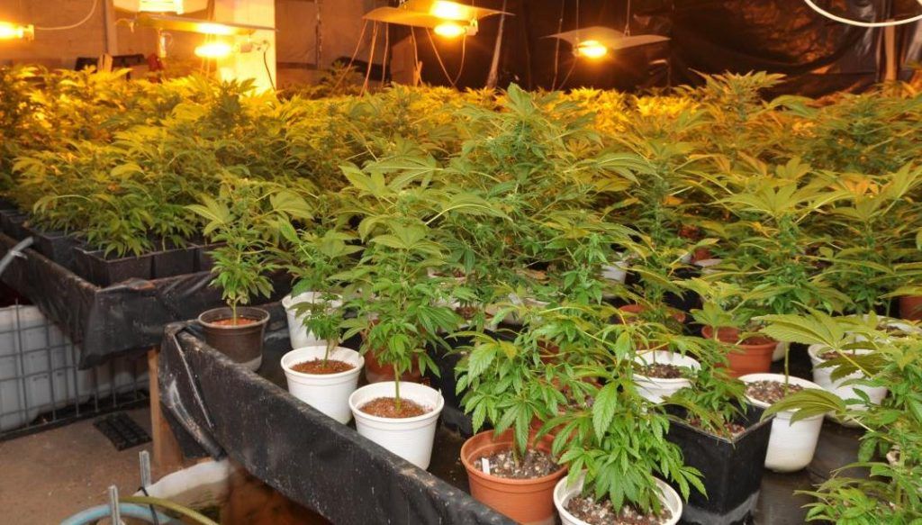 81 kg Marihuana in Drogenhaus erzeugt