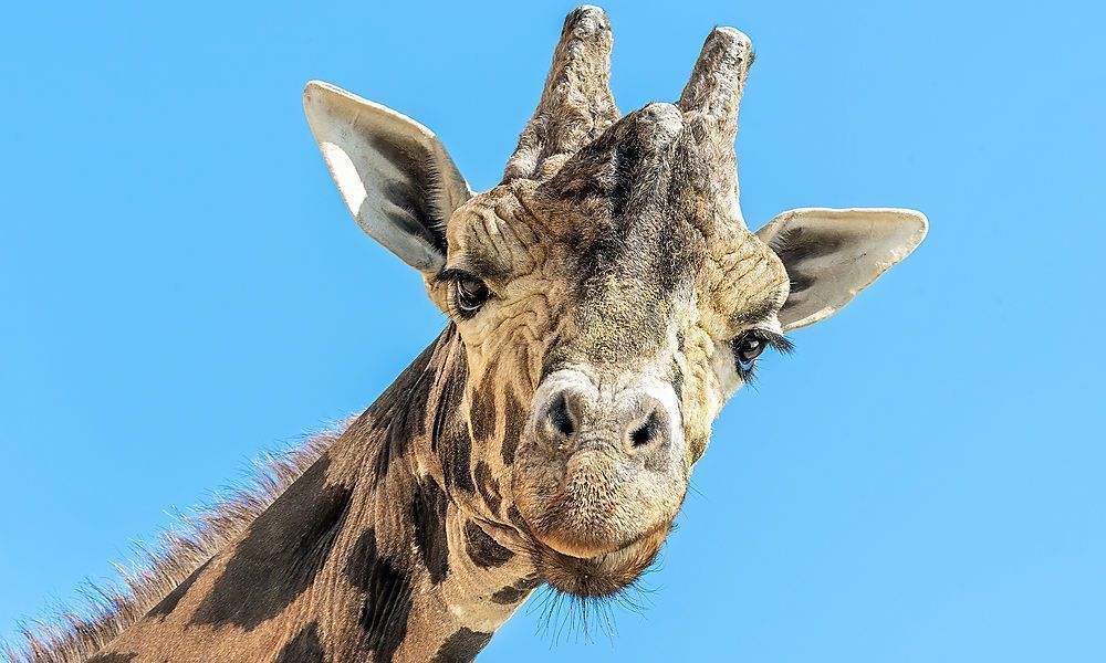 Ältester Giraffenbulle Europas mit 27 gestorben