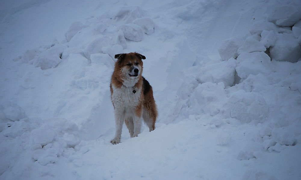 Hund überlebte 600-Meter-Absturz