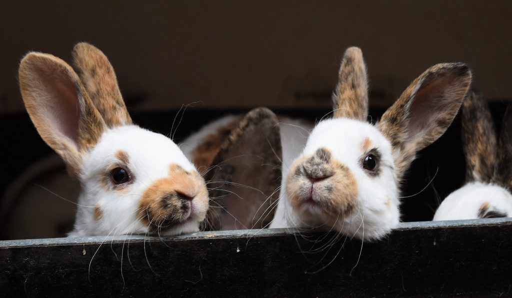 Kaninchenplage in Paris: 300 Tiere werden umgesiedelt