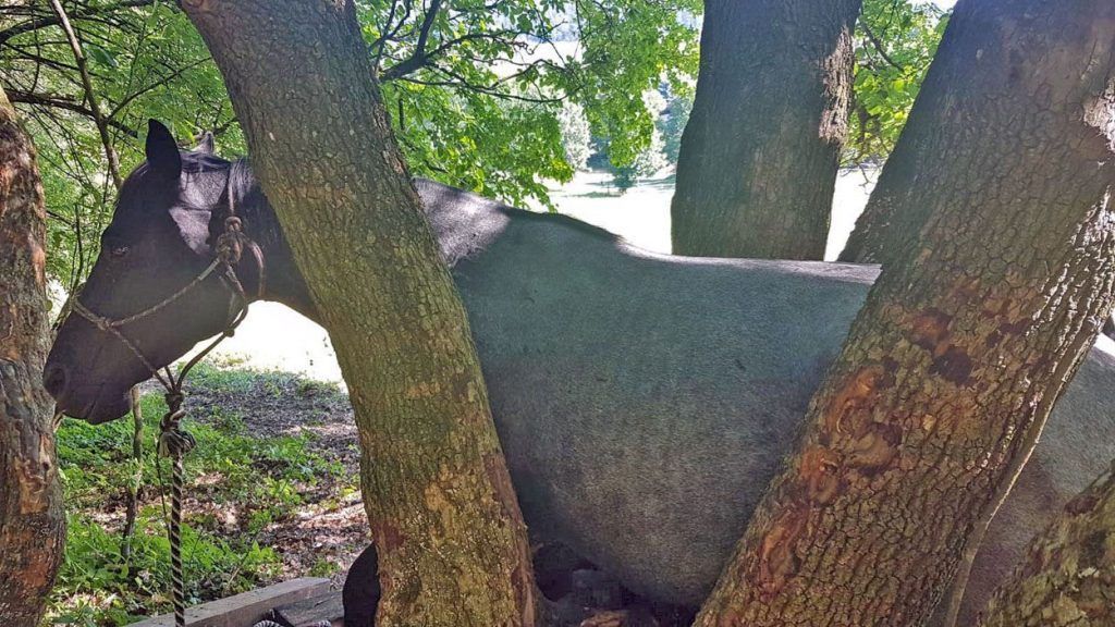 Stute blieb zwischen Bäumen hängen