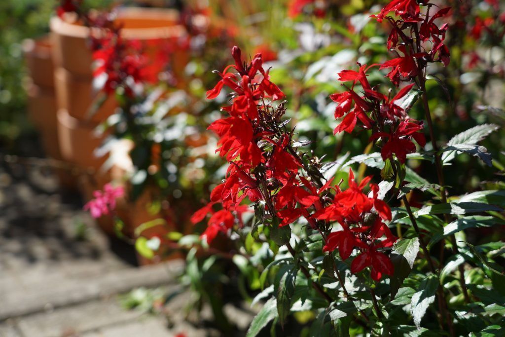Bunt blühende Sommertopfpflanzen