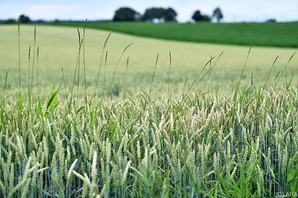 Getreidebauern erwarten leicht unterdurchschnittliche Ernte