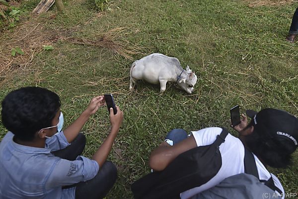 Rekordverdächtig kleine Kuh in Bangladesch