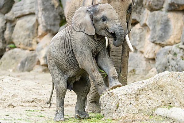 Elefanten-Mädchen &#8220;Kibali&#8221; im Wiener Tiergarten verstorben