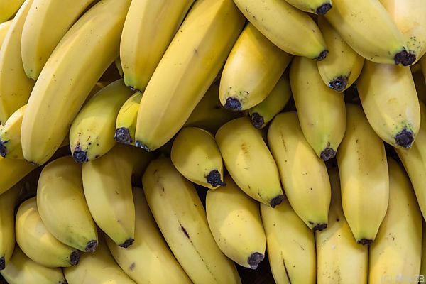 Giftspinne in steirischem Supermarkt biss Mitarbeiterin