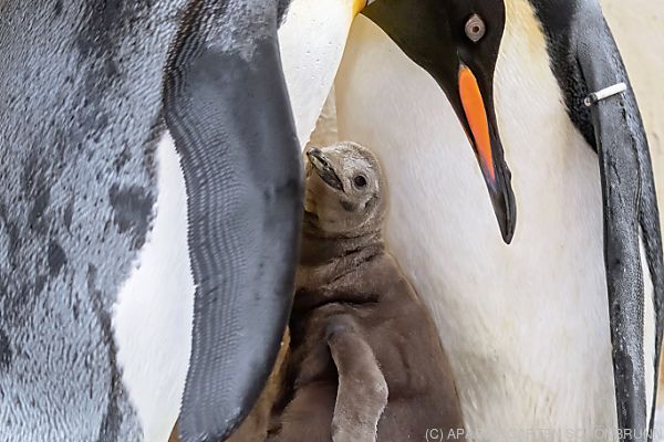 Nachwuchs bei den Königspinguinen im Tiergarten Schönbrunn