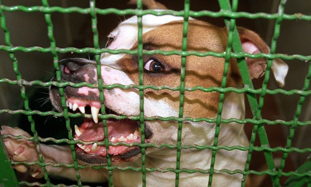 Pitbull bewachte sein regungsloses Herrchen