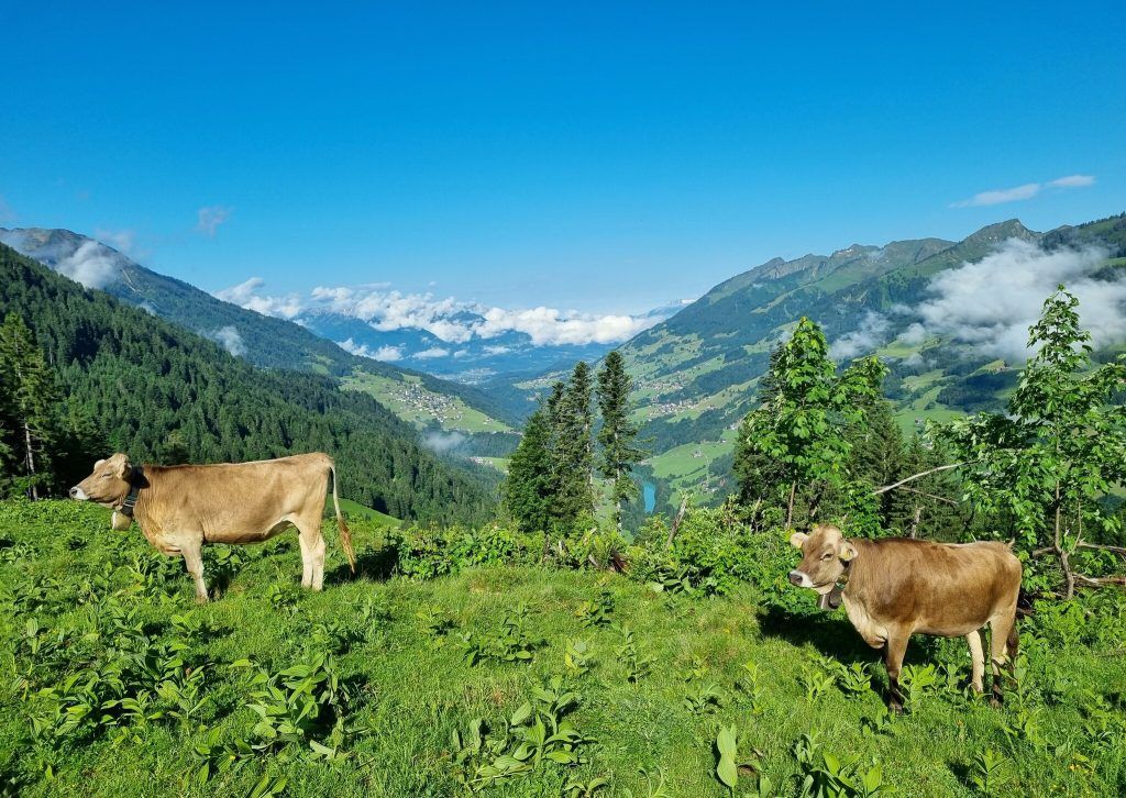 Steiler Weg zum Käse der Alpe Steris