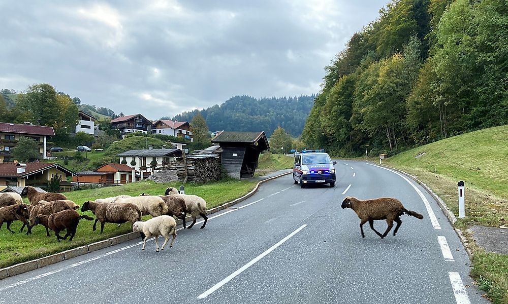 Salzburger Polizei jagte entlaufene Schafherde